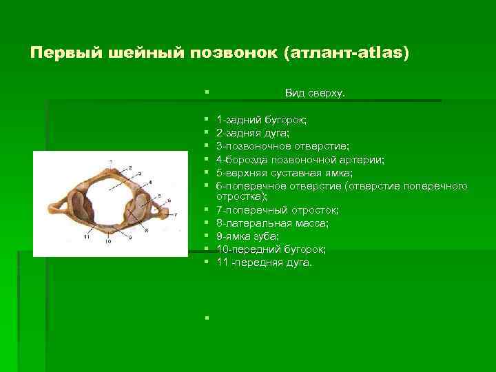 Первый шейный позвонок (атлант-atlas) § § § § Вид сверху. 1 -задний бугорок; 2