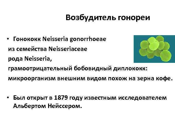    Возбудитель гонореи  • Гонококк Neisseria gonorrhoeae из семейства Neisseriaceae рода