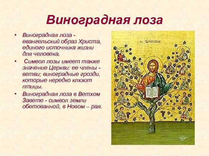 Виноградная лоза • Виноградная лоза евангельский образ Христа, единого источника жизни для человека. •