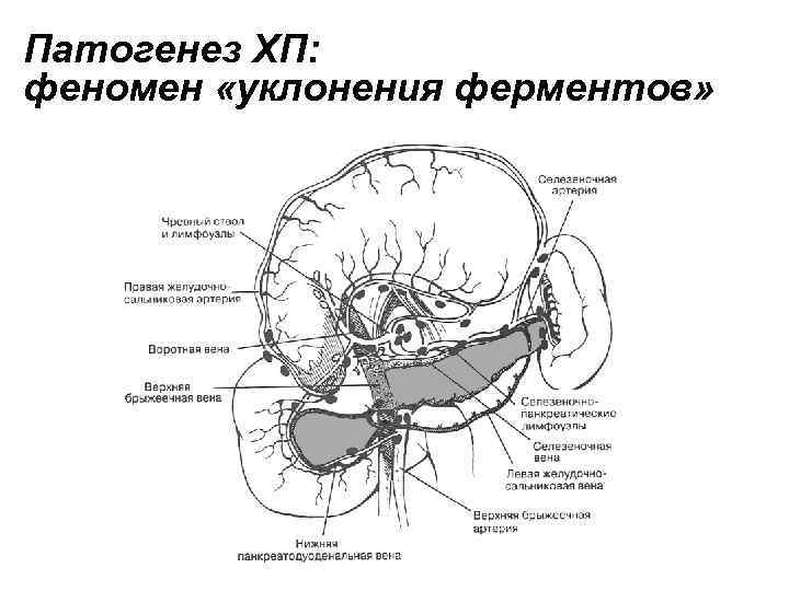 Патогенез ХП: феномен «уклонения ферментов» 