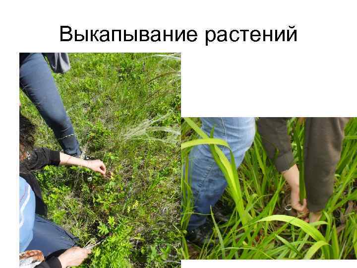 Выкапывание растений 