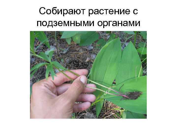 Собирают растение с подземными органами 