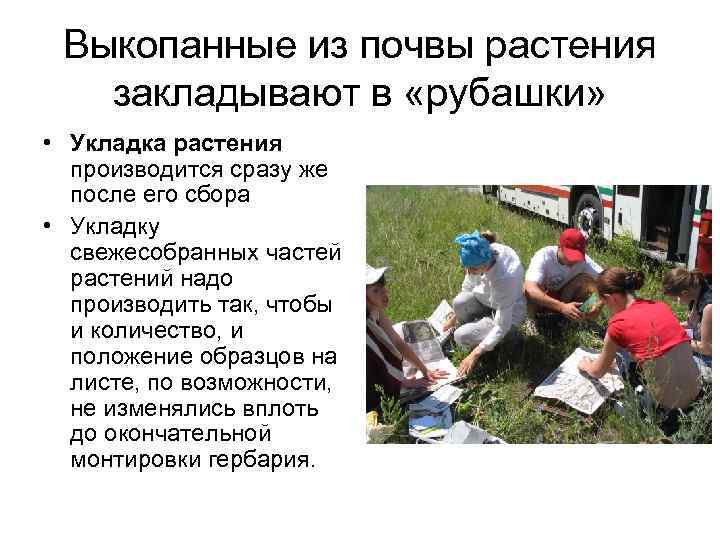 Выкопанные из почвы растения закладывают в «рубашки» • Укладка растения производится сразу же после