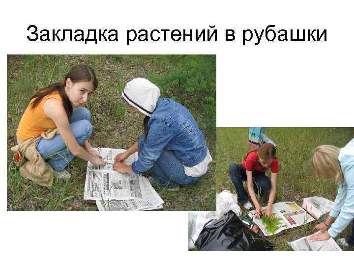 Закладка растений в рубашки 