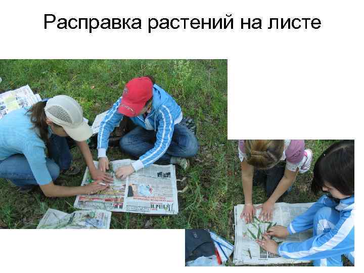 Расправка растений на листе 