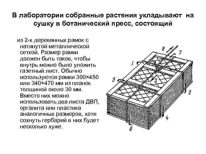 В лаборатории собранные растения укладывают на сушку в ботанический пресс, состоящий из 2 -х