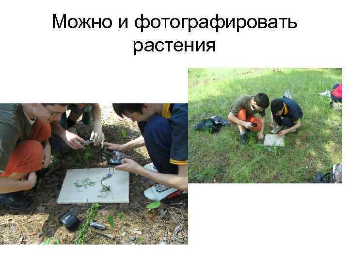 Можно и фотографировать растения 