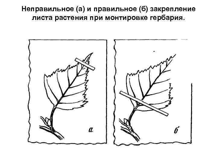 Неправильное (а) и правильное (б) закрепление листа растения при монтировке гербария. Рисунок 3. Неправильное