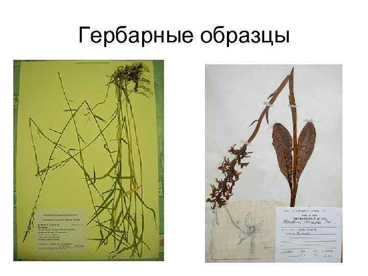 Гербарные образцы 