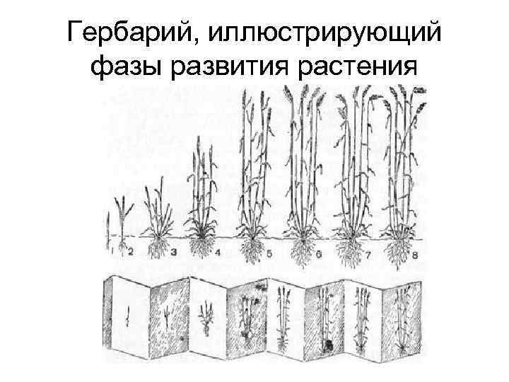 Гербарий, иллюстрирующий фазы развития растения 