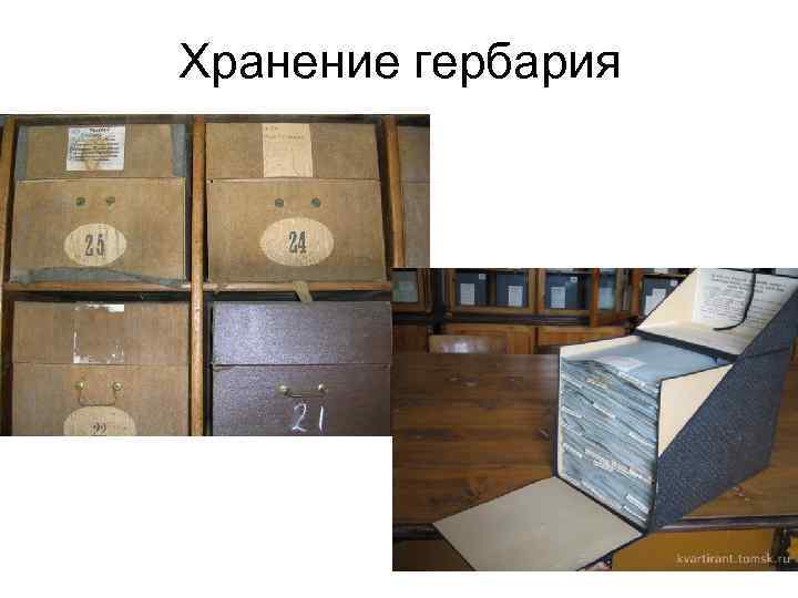 Хранение гербария 