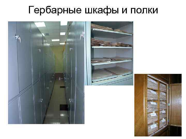 Гербарные шкафы и полки 