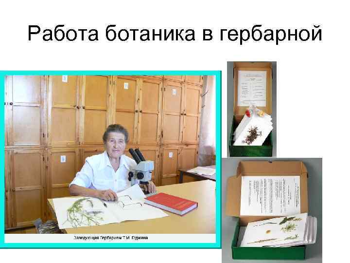 Работаника в гербарной 