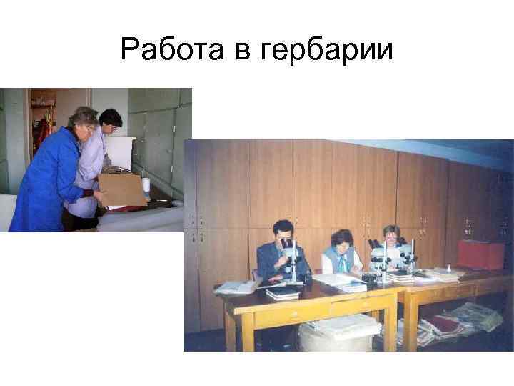 Работа в гербарии 