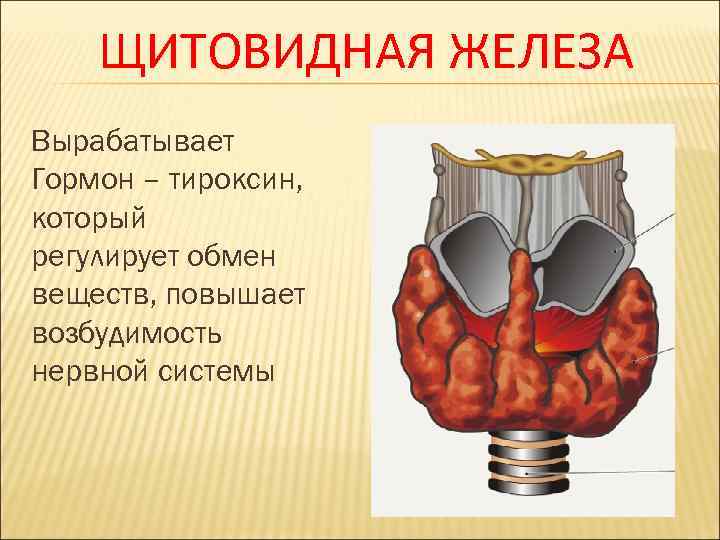 ЩИТОВИДНАЯ ЖЕЛЕЗА Вырабатывает Гормон – тироксин, который регулирует обмен веществ, повышает возбудимость нервной системы
