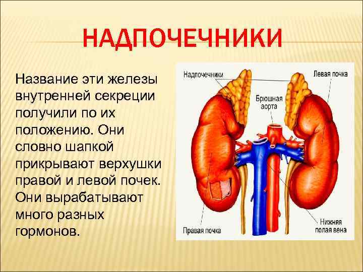 НАДПОЧЕЧНИКИ Название эти железы внутренней секреции получили по их положению. Они словно шапкой прикрывают
