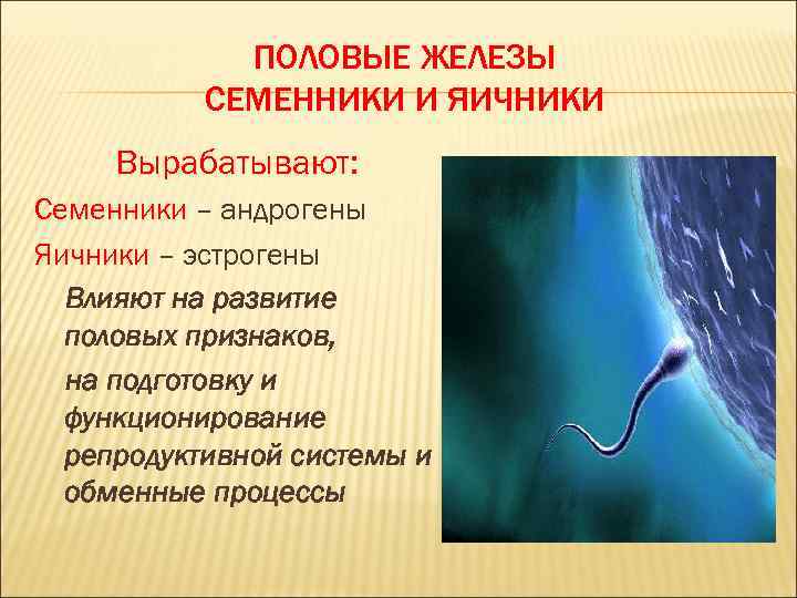 ПОЛОВЫЕ ЖЕЛЕЗЫ СЕМЕННИКИ И ЯИЧНИКИ Вырабатывают: Семенники – андрогены Яичники – эстрогены Влияют на