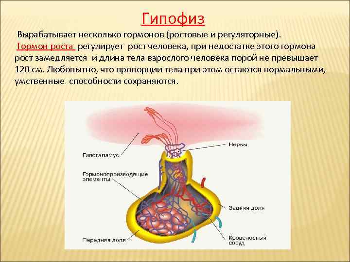 Гипофиз Вырабатывает несколько гормонов (ростовые и регуляторные). Гормон роста регулирует рост человека, при недостатке