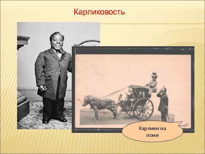 Карликовость Карлики на пони 