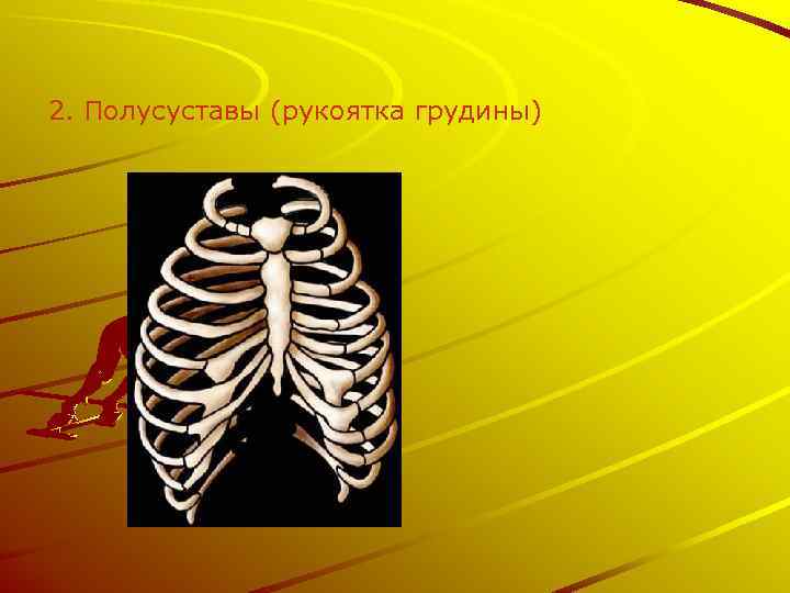 2. Полусуставы (рукоятка грудины) 