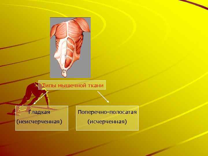 Типы мышечной ткани Гладкая Поперечно-полосатая (неисчерченная) (исчерченная) 