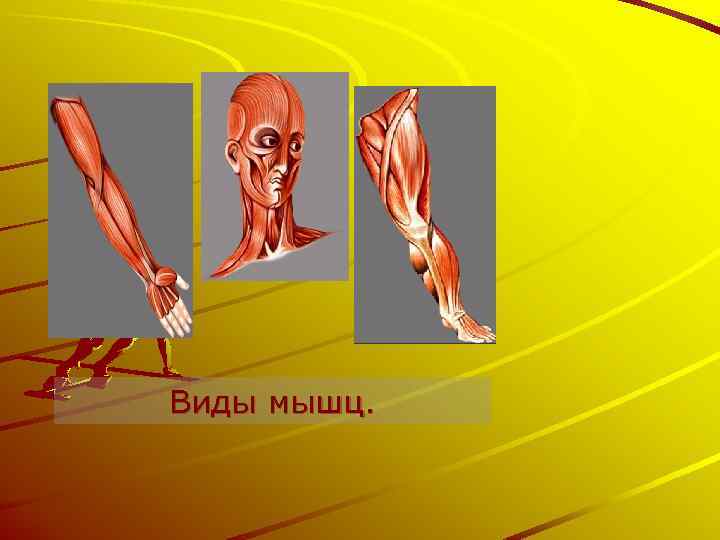 Виды мышц. 
