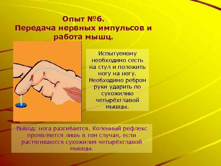 Опыт № 6. Передача нервных импульсов и работа мышц. Испытуемому необходимо сесть на стул