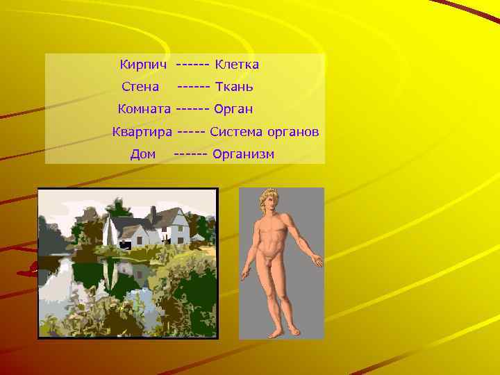 Кирпич ------ Клетка Стена ------ Ткань Комната ------ Орган Квартира ----- Система органов Дом