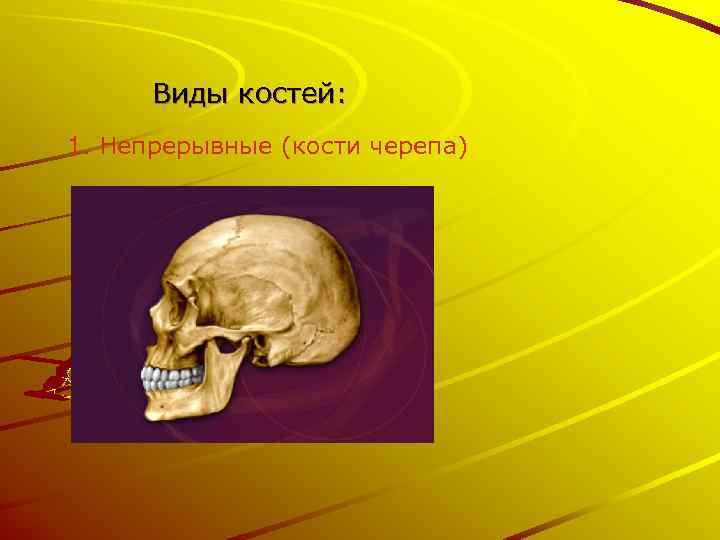Виды костей: 1. Непрерывные (кости черепа) 