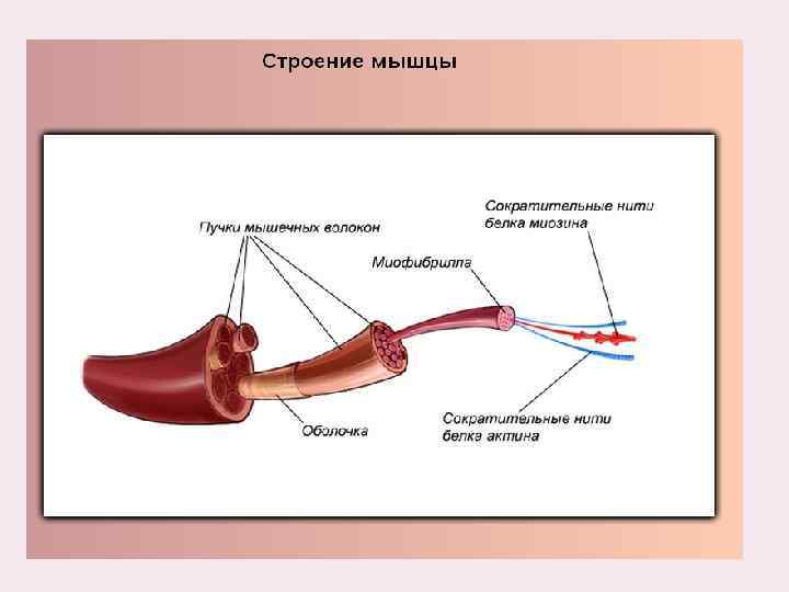 Рисунок мышечного пучка