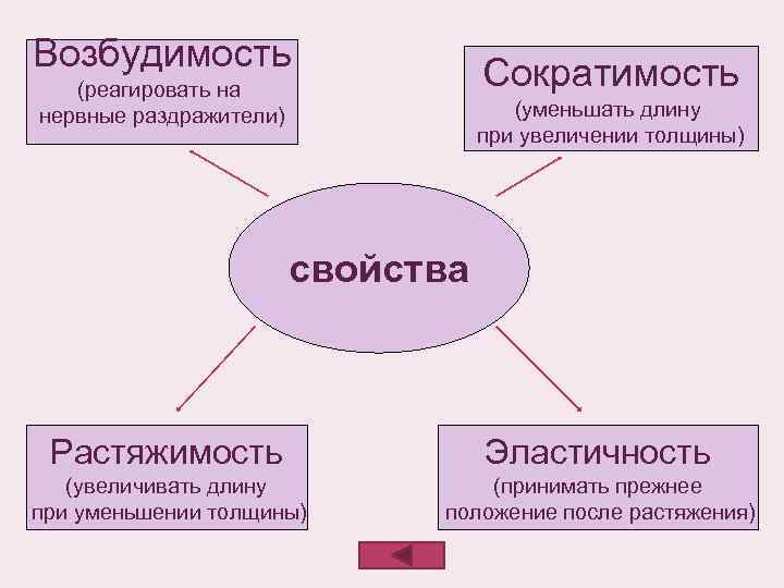 Возбудимость Сократимость (реагировать на нервные раздражители) (уменьшать длину при увеличении толщины) свойства Растяжимость Эластичность