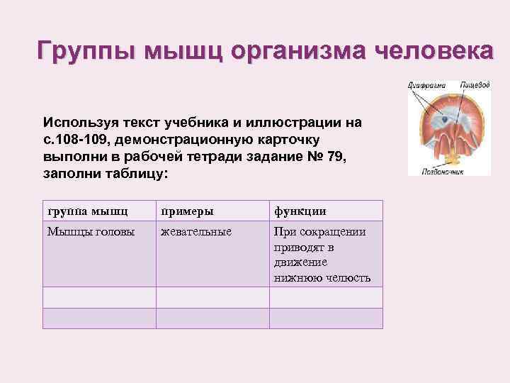 Группы мышц организма человека Используя текст учебника и иллюстрации на с. 108 -109, демонстрационную