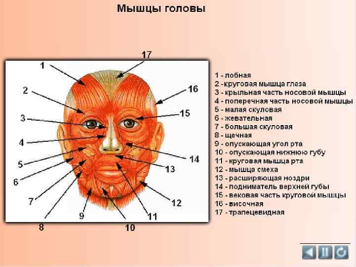 Круговая мышца глаза. Круговая мышца глаза части. Наружная часть круговой мышцы глаза. Круговая мышца глаза: строение? Функции?. Глазная часть круговой мышцы глаза.