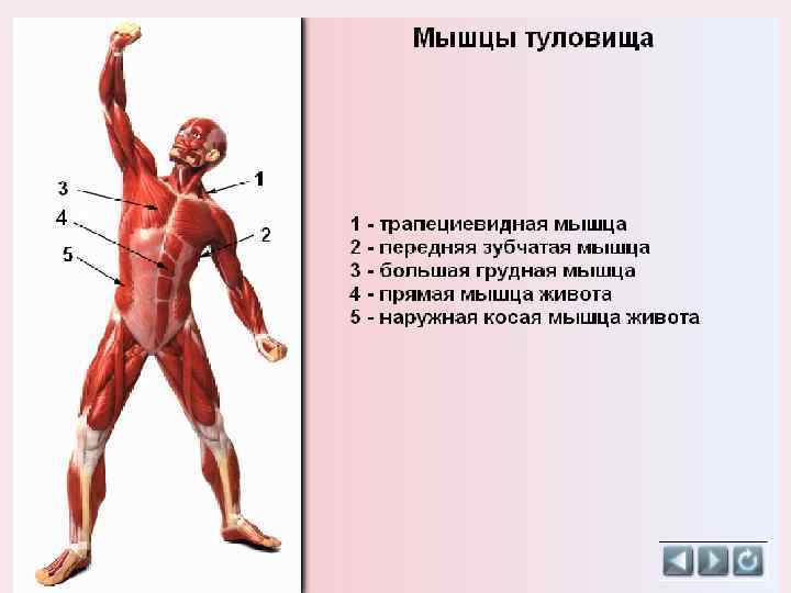 Передняя часть человека. Мышцы тела. Мышцы туловища. Мышцы передней части туловища. Мышцы туловища вывод.