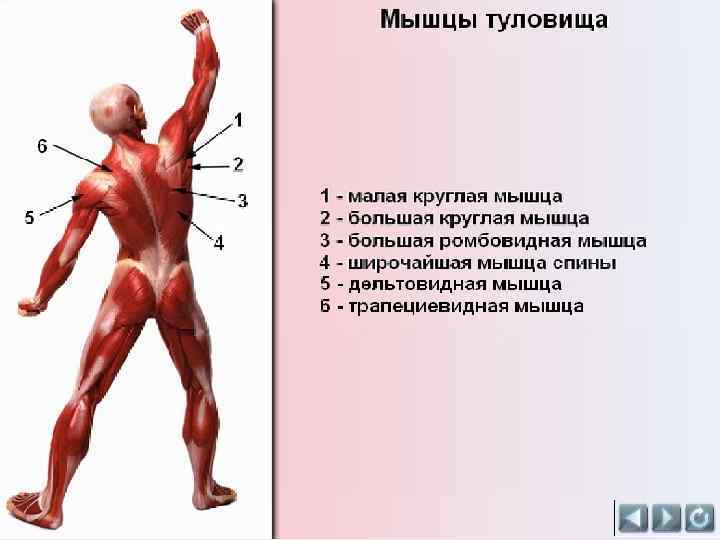 Мышцы разгибатели. Мышцы сгибатели и разгибатели. Мышцы сгибатели. Мышцы сгибатели и мышцы разгибатели. Мышцы сгибатели и разгибатели ноги.