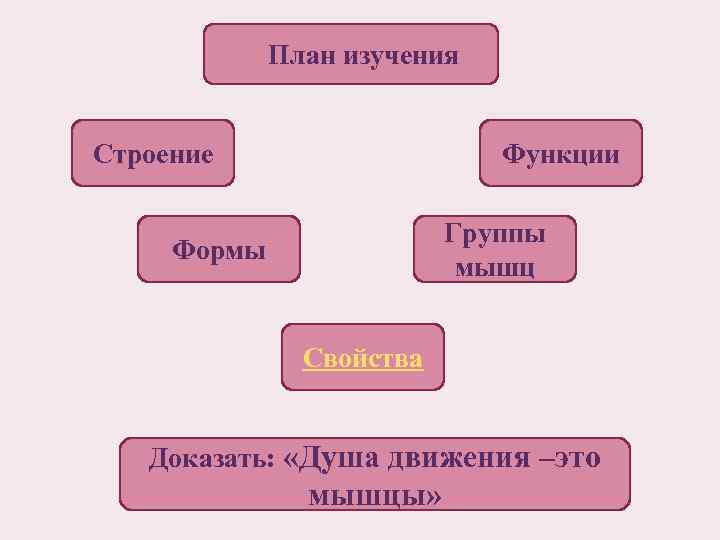 План изучения Строение Функции Группы мышц Формы Свойства Доказать: «Душа движения –это мышцы» 