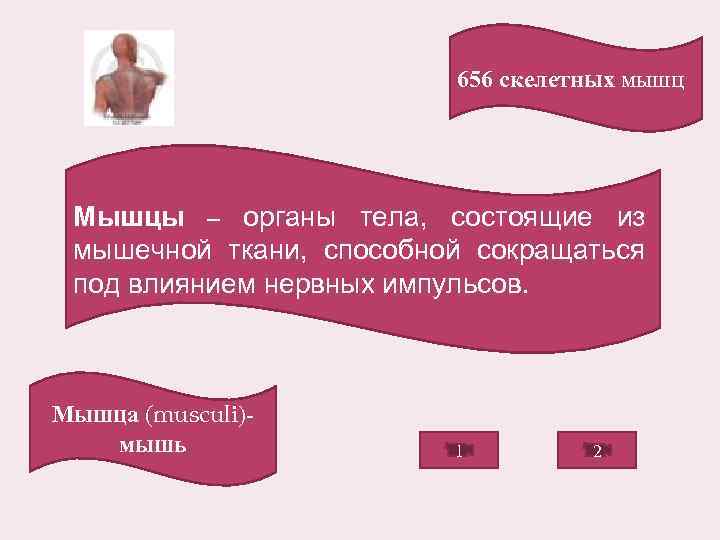 656 скелетных мышц Мышцы – органы тела, состоящие из мышечной ткани, способной сокращаться под