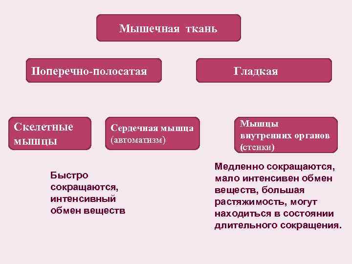 Мышечная ткань Поперечно-полосатая Скелетные мышцы Сердечная мышца (автоматизм) Быстро сокращаются, интенсивный обмен веществ Гладкая