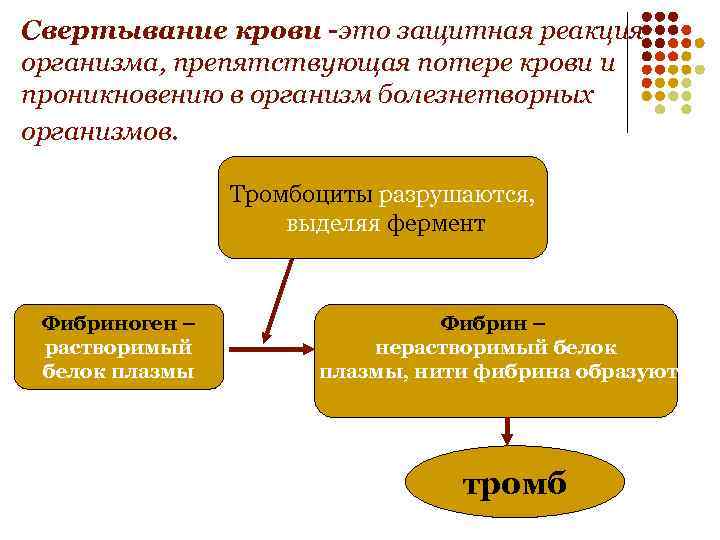 Свертывание крови -это защитная реакция организма, препятствующая потере крови и проникновению в организм болезнетворных