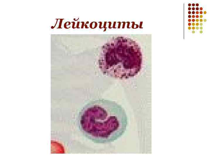 Лейкоциты 