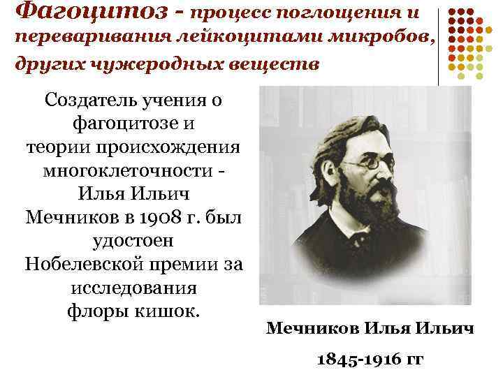 Фагоцитоз - процесс поглощения и переваривания лейкоцитами микробов, других чужеродных веществ Создатель учения о