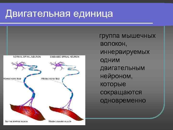 Двигательная единица группа мышечных волокон, иннервируемых одним двигательным нейроном, которые сокращаются одновременно 