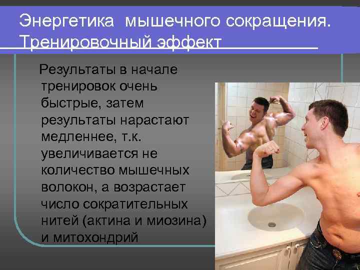 Энергетика мышечного сокращения. Тренировочный эффект Результаты в начале тренировок очень быстрые, затем результаты нарастают