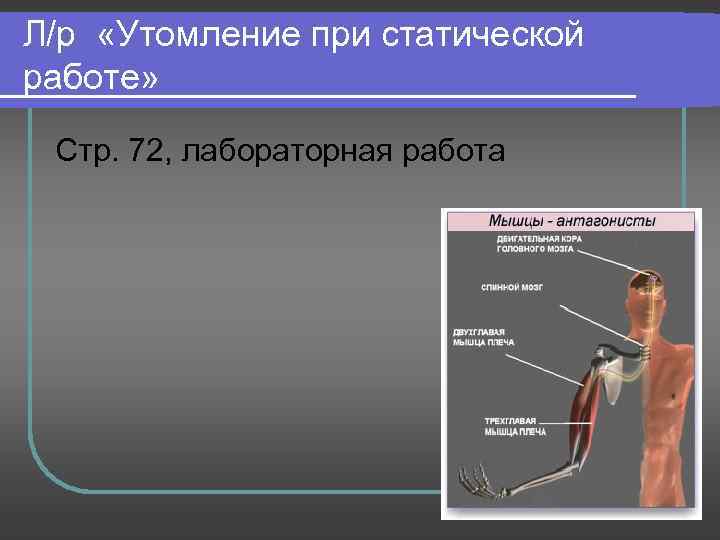 Л/р «Утомление при статической работе» Стр. 72, лабораторная работа 