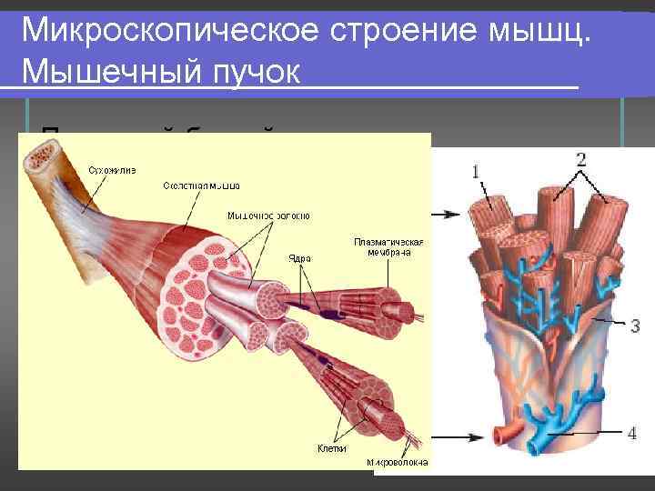 Микроскопическое строение мышц. Мышечный пучок Под какой буквой обозначены гладкая и поперечнополосатая мускулатура? А-;