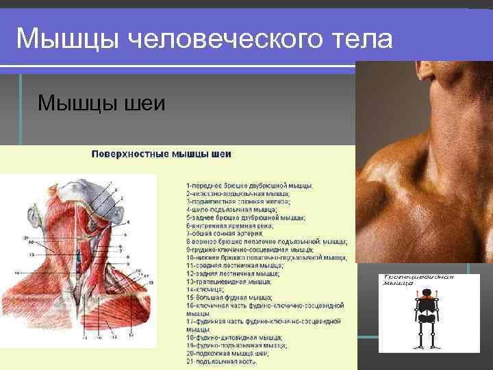 Мышцы человеческого тела Мышцы шеи 