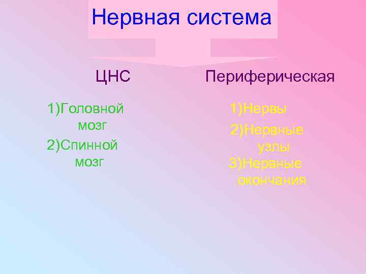 Нервная система ЦНС 1) Головной мозг 2) Спинной мозг Периферическая 1) Нервы 2) Нервные