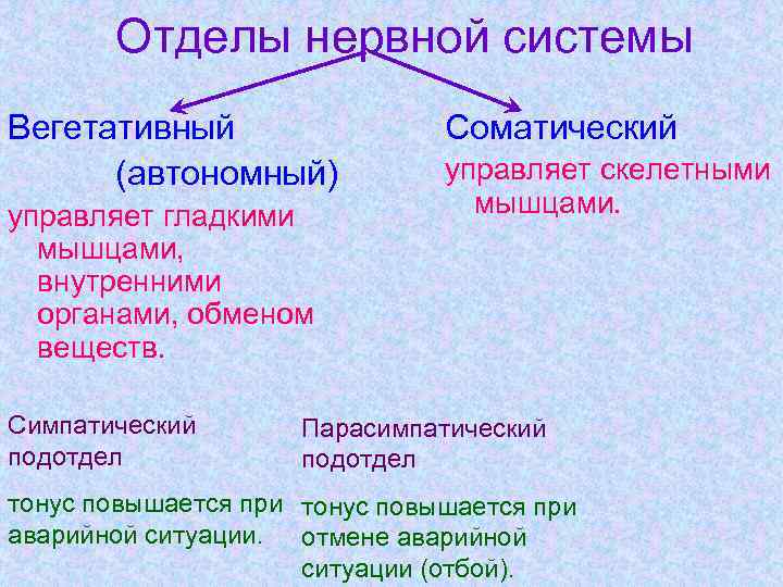 Отделы нервной системы Вегетативный (автономный) управляет гладкими мышцами, внутренними органами, обменом веществ. Симпатический подотдел