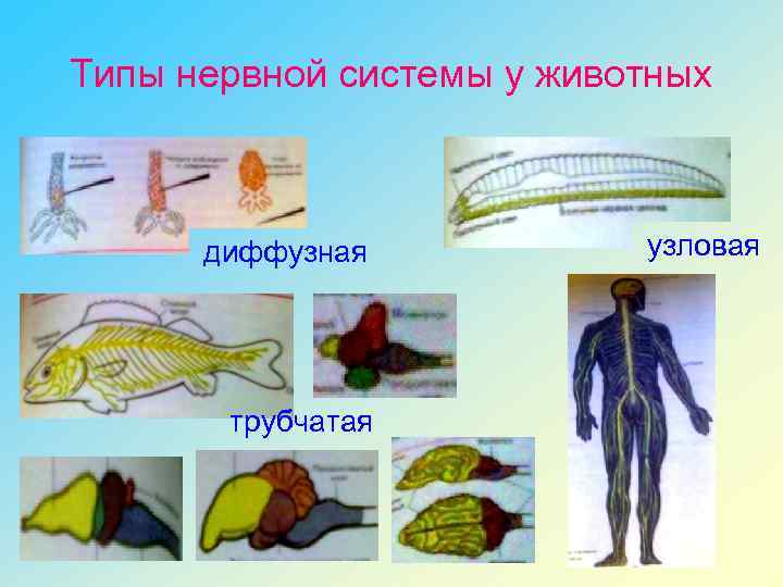 Типы нервной системы у животных диффузная трубчатая узловая 