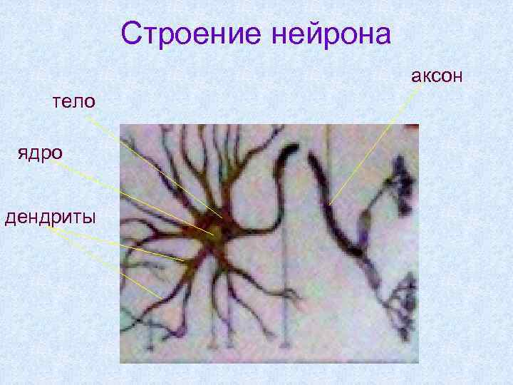 Строение нейрона аксон тело ядро дендриты 